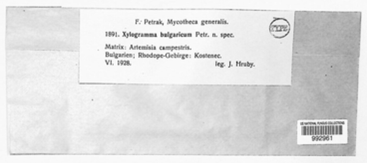 Xylogramma bulgaricum image